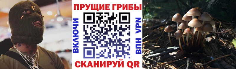 Галлюциногенные грибы Psilocybe сколько стоит Нариманов